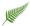 Ptéridophytes