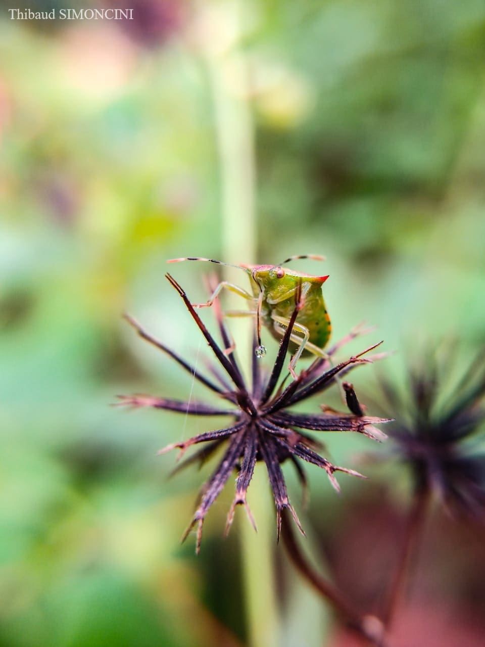 Valoriser la biodiversité