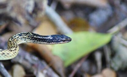 Nouvelle étude sur les reptiles endémiques et vertébrés introduits sur l’archipel des Saintes par l’OFB