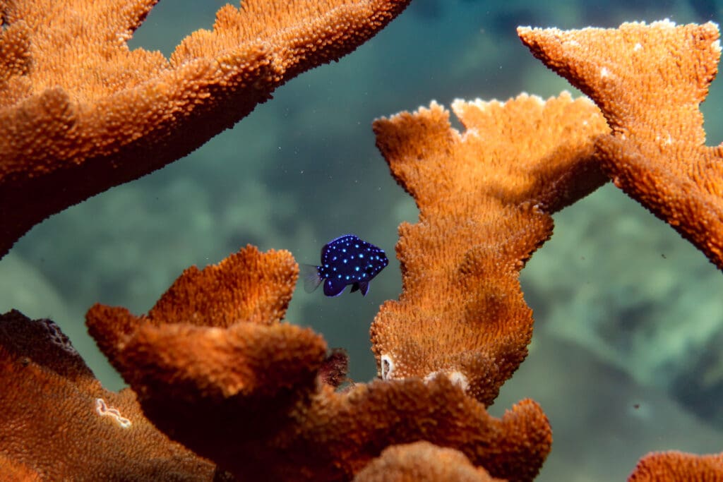 Microspathodon chrysurus sur Acropora palmata