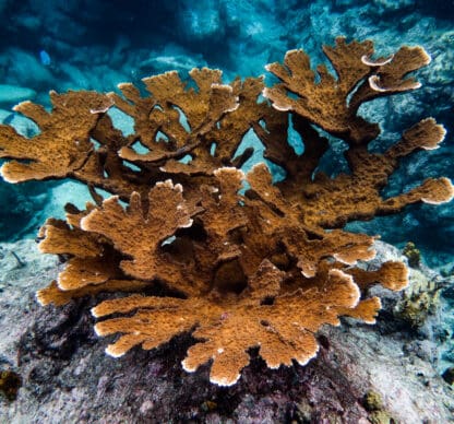 La biodiversité des Îles de Guadeloupe