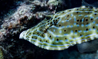 Appel à manifestation d’intérêt : culture et aires éducatives