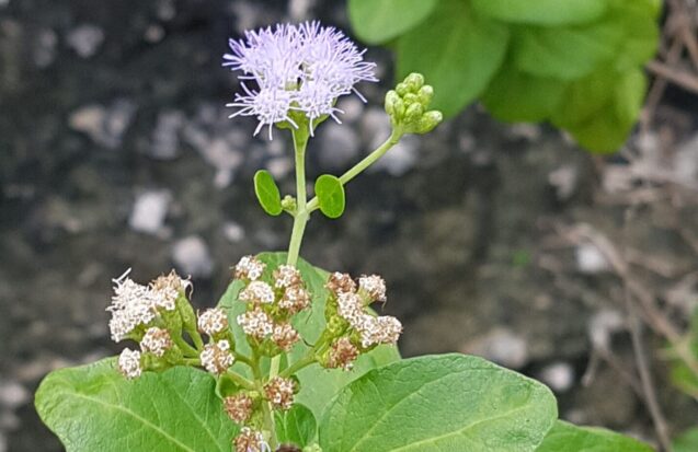 Flore de l’archipel