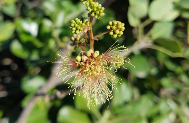 Flore de l’archipel