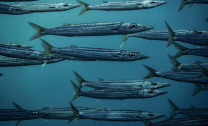 Renouvellement du CSRPN de Guadeloupe