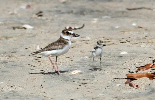 La biodiversité de la Pointe des Châteaux protégée par la commune