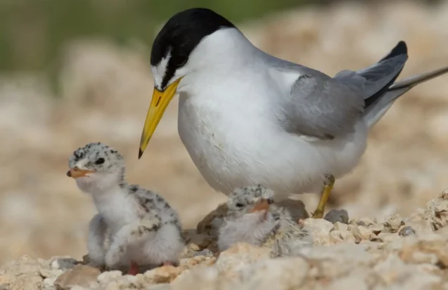 La biodiversité de la Pointe des Châteaux protégée par la commune