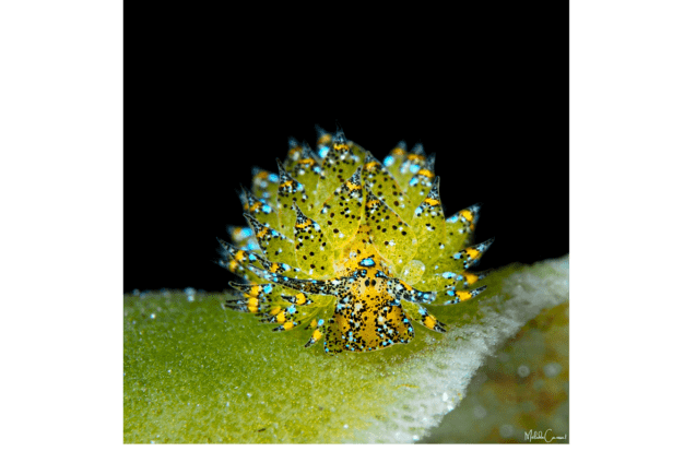 Seaslugs Guadeloupe : Recensement participatif des limaces de mer