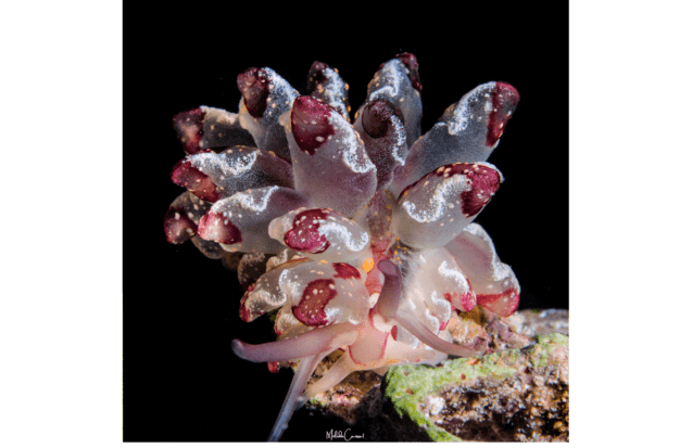 Seaslugs Guadeloupe : Recensement participatif des limaces de mer