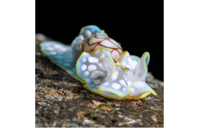 Seaslugs Guadeloupe : Recensement participatif des limaces de mer