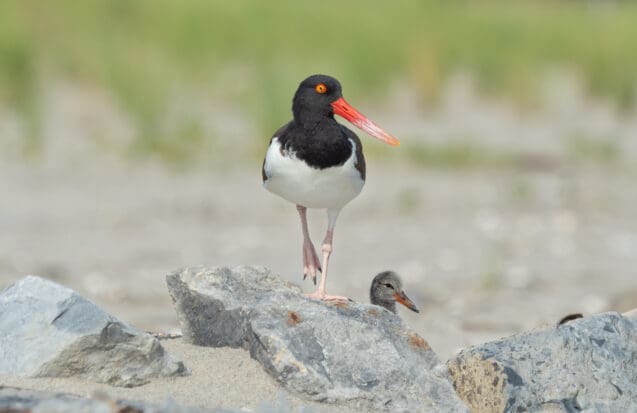 La biodiversité de la Pointe des Châteaux protégée par la commune