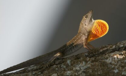 Anolis sagrei en Guadeloupe : un exemple d’intervention rapide