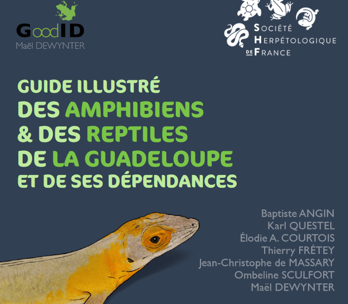 Publication du guide des amphibiens et reptiles de Guadeloupe