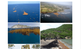 Guide pratique pour le ramassage des sargasses en Guadeloupe