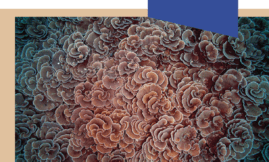 Status of Coral Reefs of the World : 2020