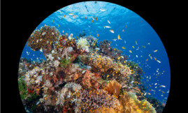 Les écosystèmes marins – Les coraux, bâtisseurs de récifs