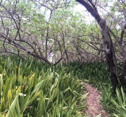 Espace Membres- Réseau Espèces Exotiques Envahissantes Guadeloupe