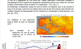 IFRECOR - Blanchissement corallien - Antilles françaises 2023