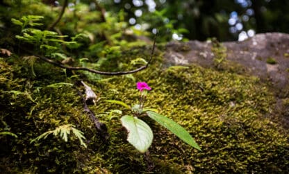 Financez votre « Atlas de la biodiversité communale » 2025