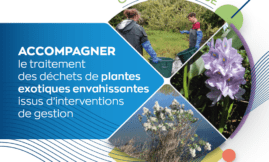 Accompagner le traitement des déchets de plantes EEE - UICN