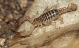 Etude scientifique sur les scorpions en Guadeloupe - LPRIG
