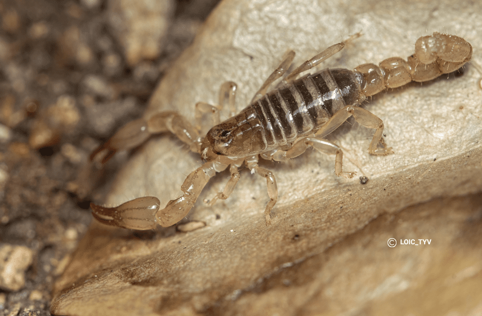 La Planète Revisitée : l’étude sur les scorpions est en ligne !
