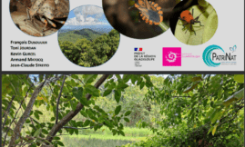 Petit guide des punaises de la Guadeloupe