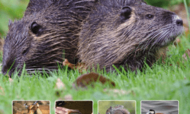 Guide de gestion des espèces exotiques envahissantes de vertébrés