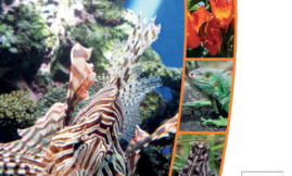 Les invasions biologiques aux Antilles Françaises - Diagnostic
