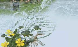 Les EEE dans les milieux aquatiques - VOL 3