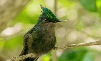 Suivis naturalistes Guadeloupe : milieux terrestres/humides
