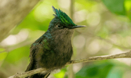 Suivis naturalistes Guadeloupe : milieux terrestres et humides