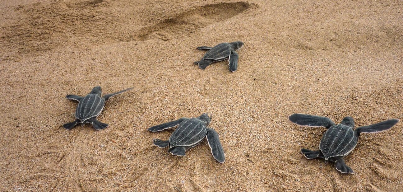 Suivi des Tortues marines et science participative