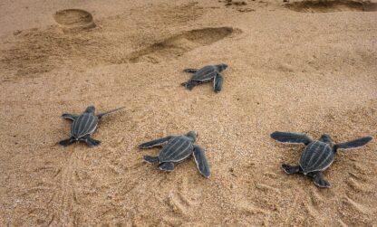 Suivi des Tortues marines et science participative