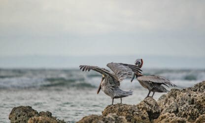 Résultats enquête sur la perception de la biodiversité