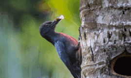 Birds indicator 2025