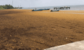 Indicador de sargazo 2025