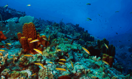 Reef indicator 2025