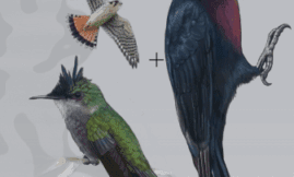 Guide des oiseaux terrestres de Guadeloupe