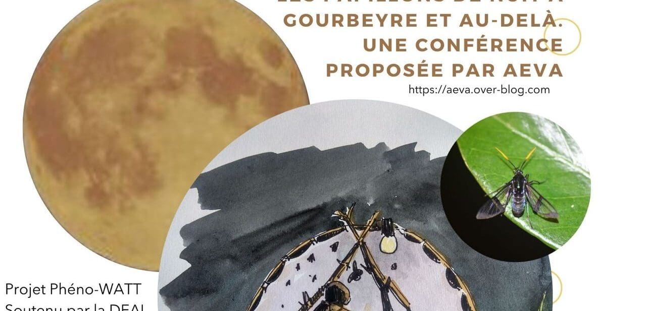 Les papillons de nuit à Gourbeyre et au-delà