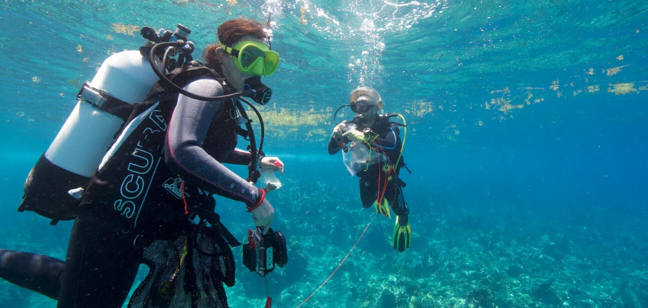 Projection du film « À la recherche du minuscule » !