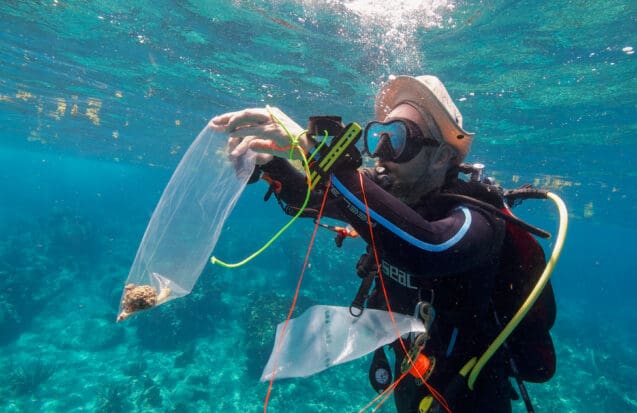 Premiers résultats : la Planète revisitée des Iles de Guadeloupe
