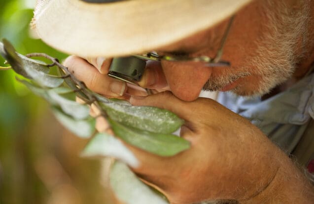 Premiers résultats : la Planète revisitée des Iles de Guadeloupe