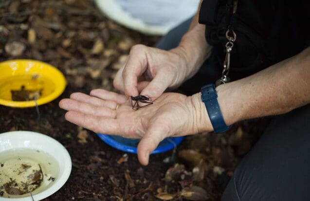 Premiers résultats : la Planète revisitée des Iles de Guadeloupe