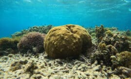 Catalogue des suivis naturalistes Guadeloupe : milieux marins