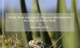Population d'Iguana delicatissima à Petite-Terre - Mission 2016