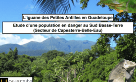 Iguane des Petites Antilles en danger au Sud Basse-Terre