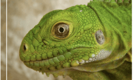 Etude population d’Iguana delicatissima à Petite Terre - 2017