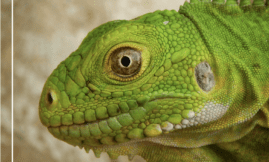 Population Iguana delicatissima des îlets de Petite Terre - 2019