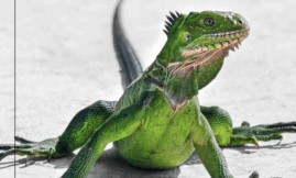 Populations iguane des petites Antilles à Désirade/Petite Terre